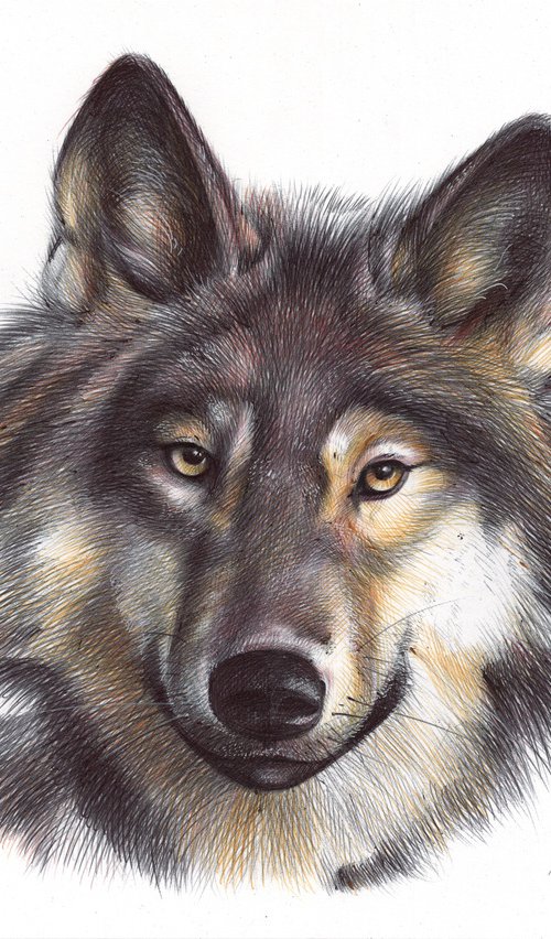 Grey Wolf by Daria Maier