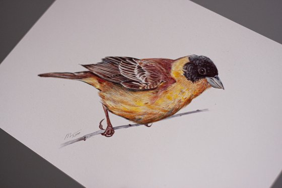 Birds Collection IV