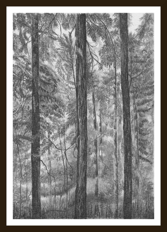 Pine tree forest II