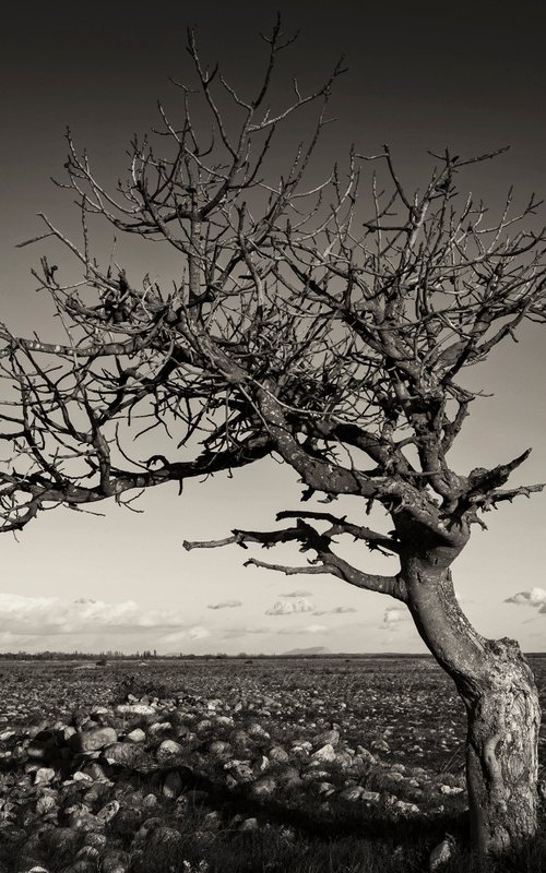 Arbre dans la steppe by Lionel Le Jeune