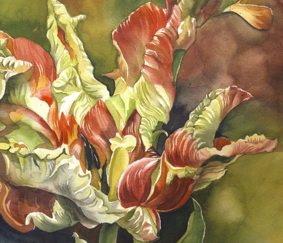 Parrot tulips with red