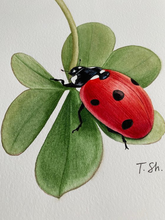 Ladybug on the clover