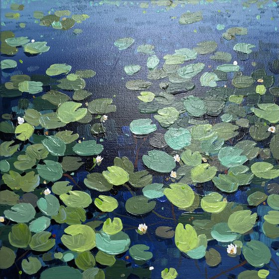 Water lilies. The pond. Evening dusk