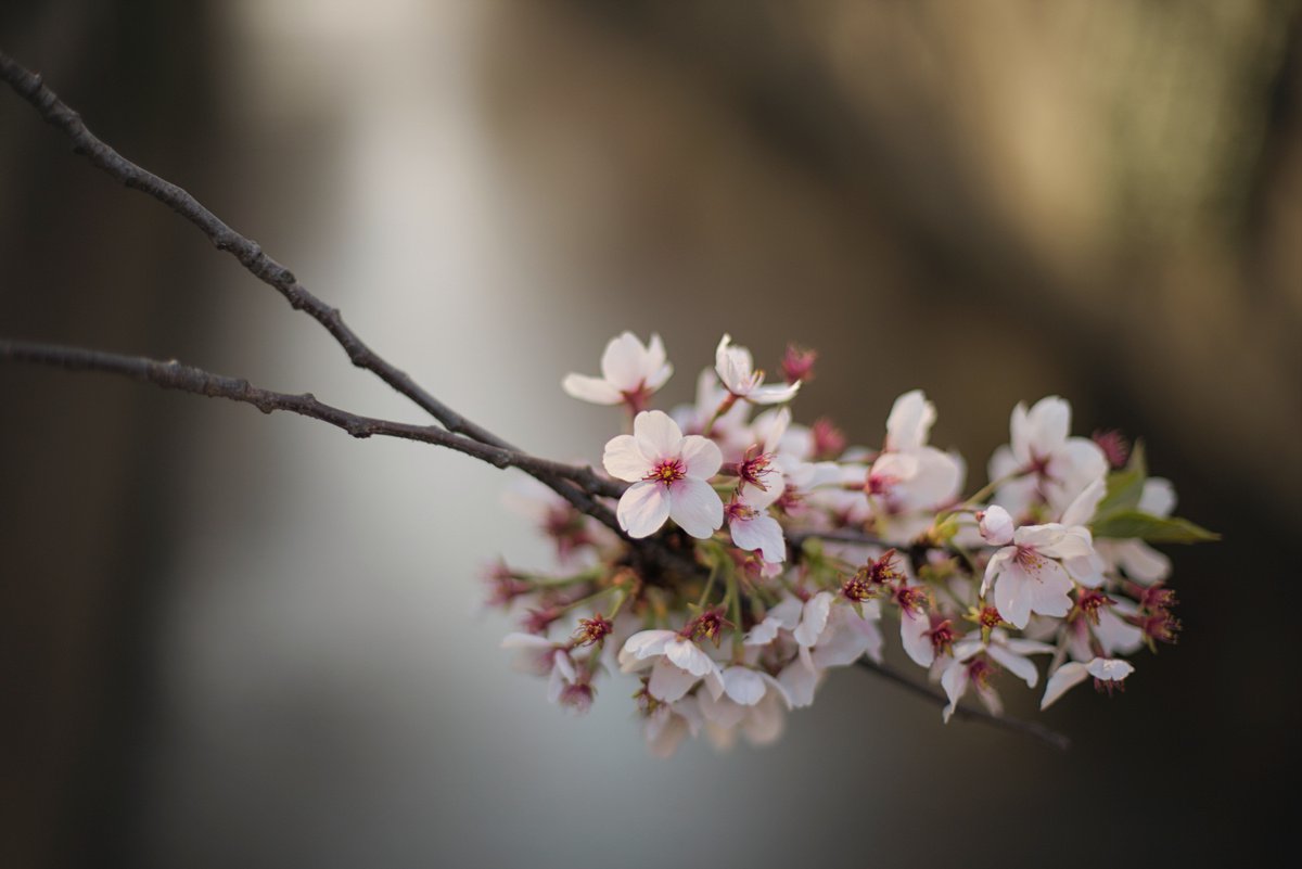 Abstract 3. Sakura 1. by Pavel Oskin