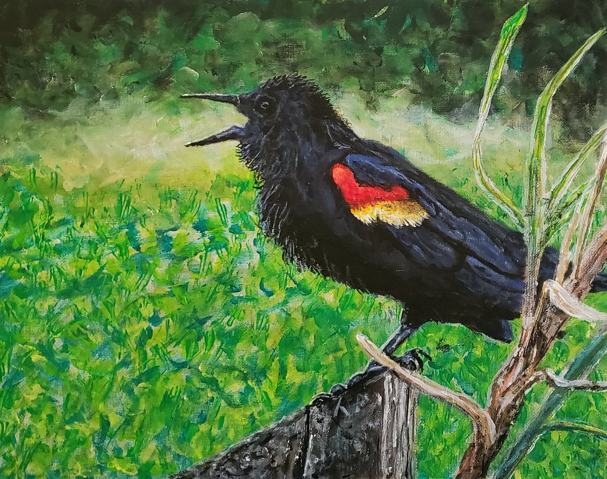 Red Winged Blackbird by Robbie Potter