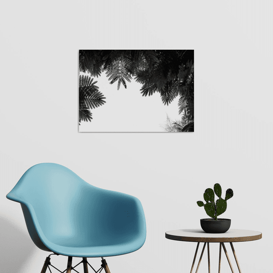 The Tree Top II | Limited Edition Fine Art Print 1 of 10 | 60 x 40 cm