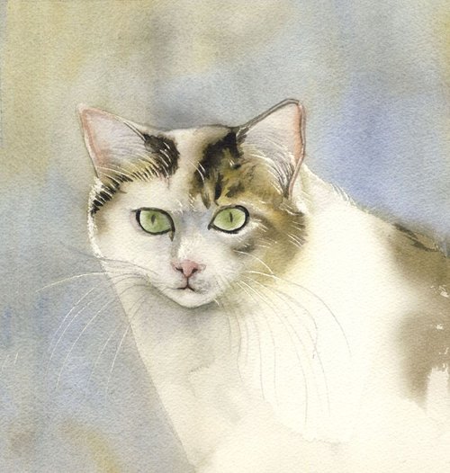 yellow and white cat by Alfred  Ng
