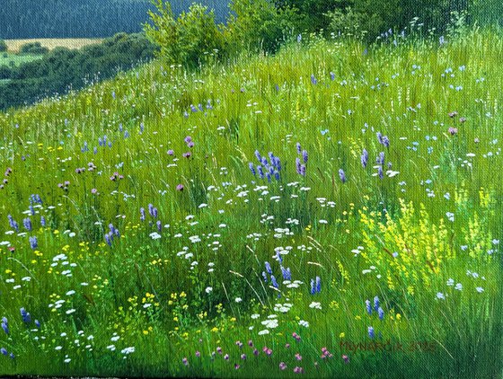 Meadows of early summer