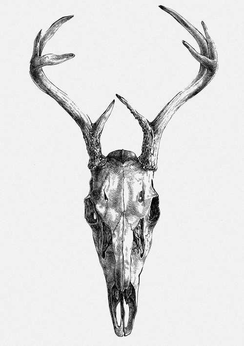 Deer skull v.01 by Mikolaj Cielniak