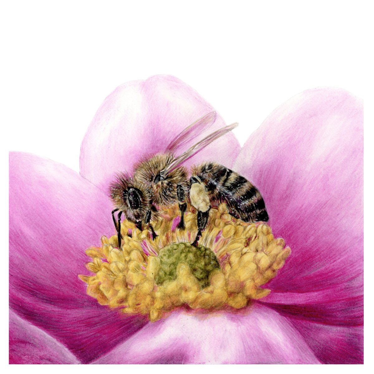 Photorealistic Pencil Drawing , Bee Yourself By Annika Schmitt, 9 X 9, Artwork For Sale On Artfinder