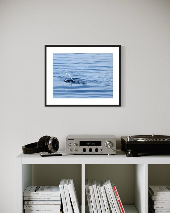 DOLPHIN WAKE