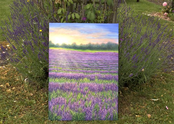 Sunrise on the lavender field