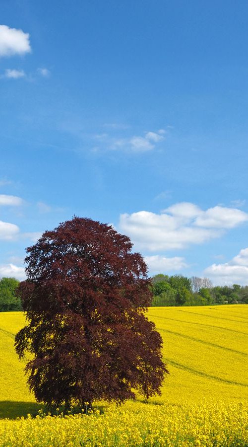 Springtime in the Meon Valley by Alex Cassels