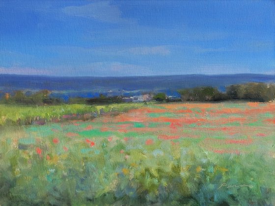 Poppy fields in Provence
