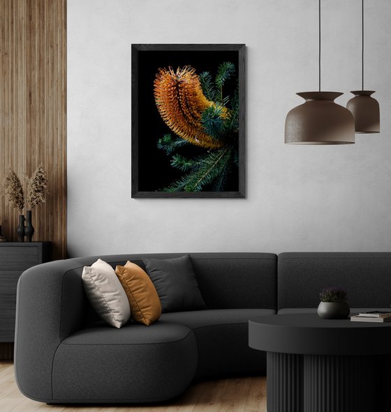 Heath-Leaved Banksia