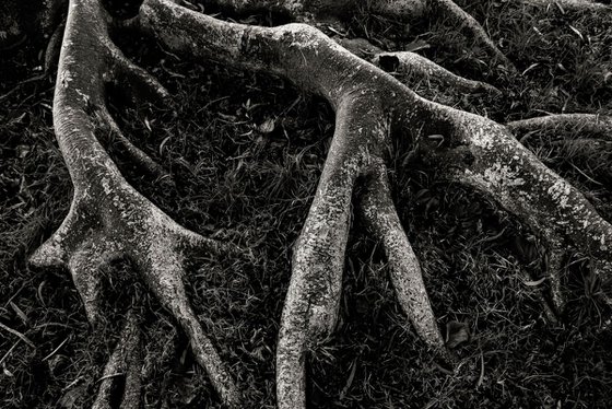 Roots II | Limited Edition Fine Art Print 1 of 10 | 60 x 40 cm