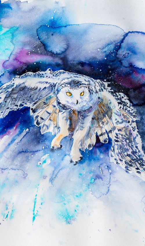 Snowy owl hunting by Kovács Anna Brigitta