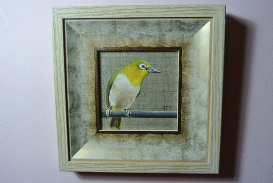 White Eyes Bird Miniature, Framed and Ready to Hang