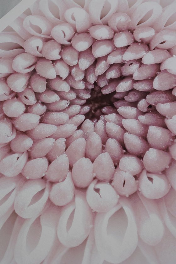 Echoes of Memory Bloom