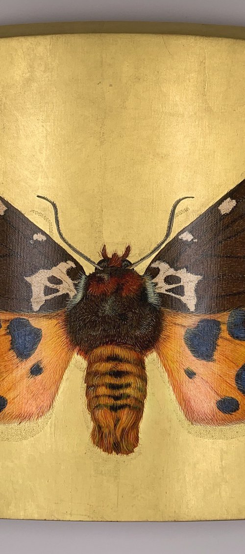 great tiger moth by Gabriella Tundo