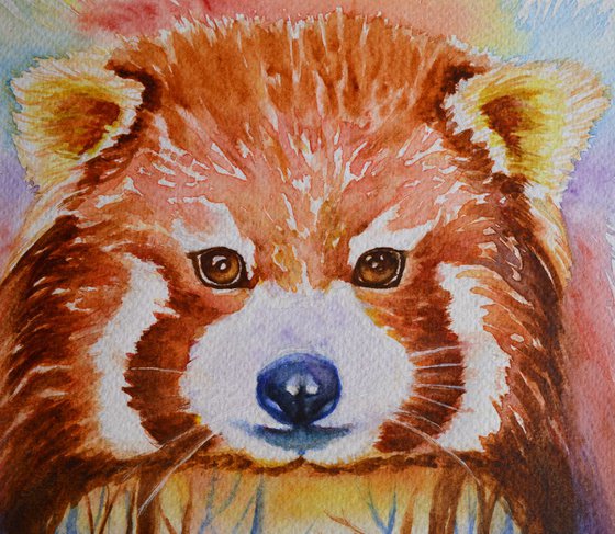 Red panda