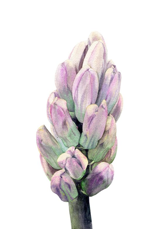 The Hyacinth From Keukenhof
