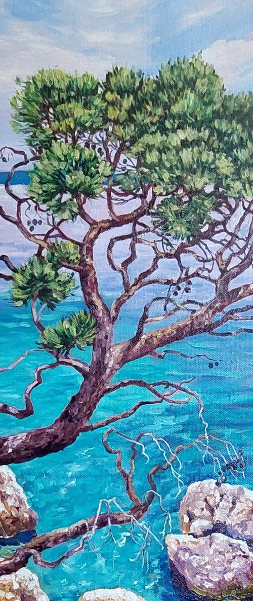 Cypress By The Sea by Zoe Elizabeth Norman