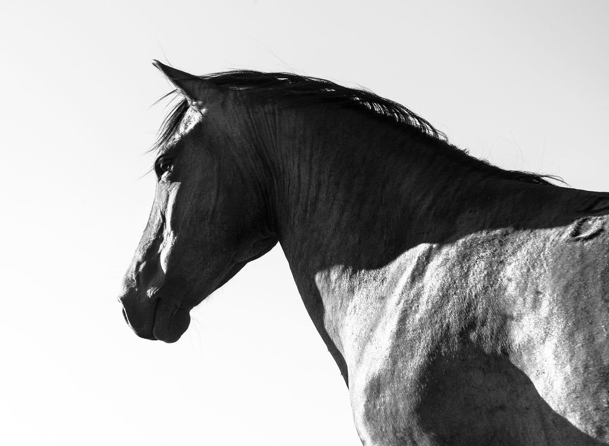 Photorealistic Animal Photograph By Andrew Lever, 50 X 37, Trojan, Original Artwork