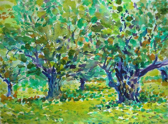 Olive trees 2