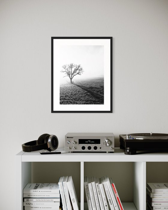 TREE IN THE FOG
