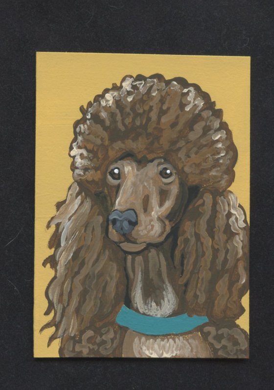 Brown Poodle