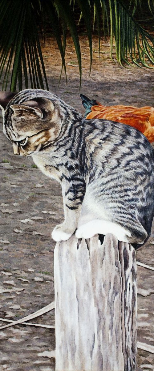 El Gato de Sofía by Marcelo Villacrés