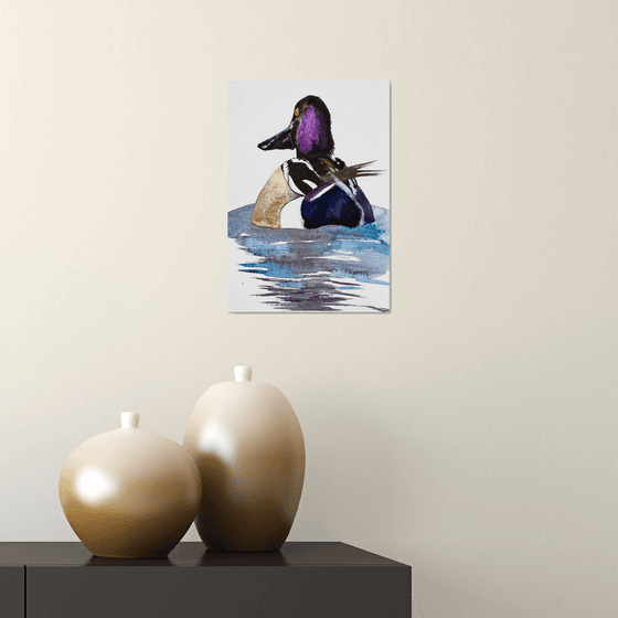 Wild drake Mallard Gadwall