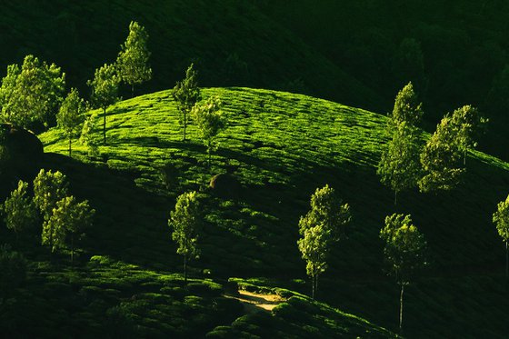 Morning sunshine at the tea plantation - Landscape photo