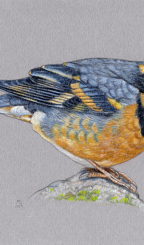 Varied thrush by Mikhail Vedernikov