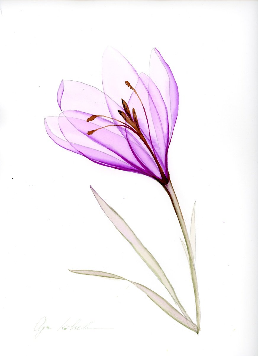 Transparent Purple Crocus by Olga Koelsch