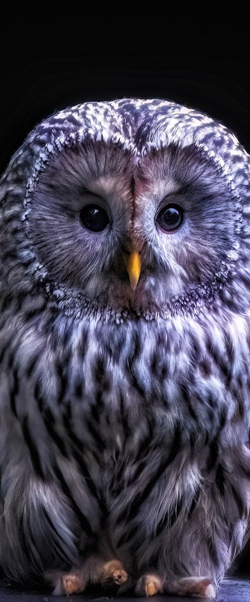 Ural Owl sitting on a ledge by Paul Nash