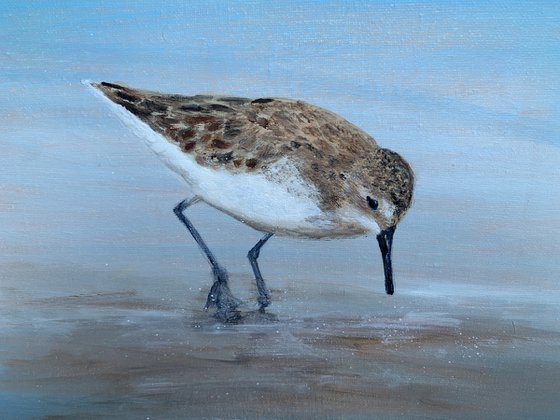 Young Sandpiper At The Beach