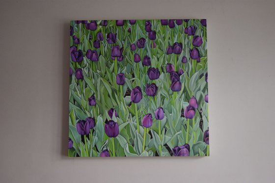 Purple Tulips