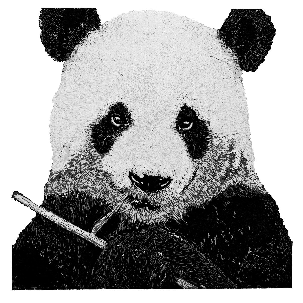 Panda by Wayne Longhurst