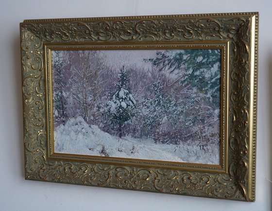 Snow-covered pine trees in Kuzminki Park