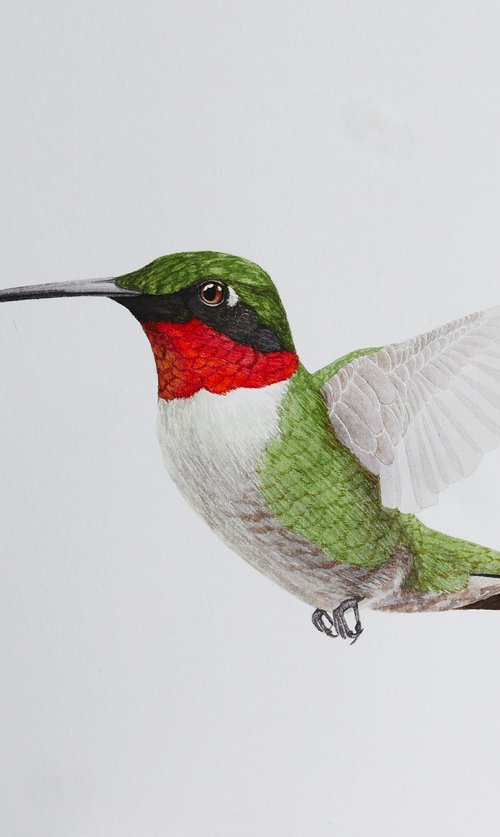 Hummingbird in flight sketch #2 by Karina Danylchuk