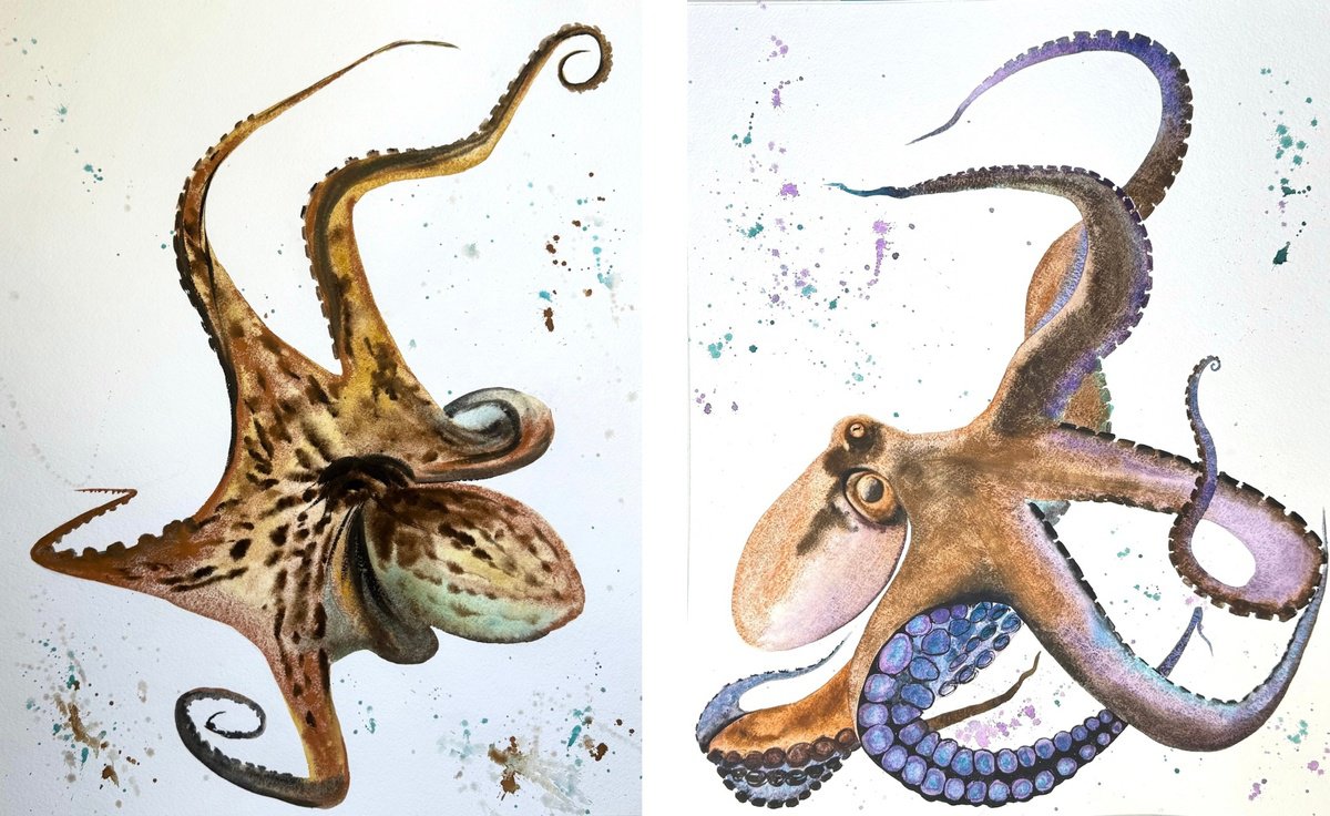Animal Watercolour By Yuliia Sharapova, 31 X 20", Diptych Octopus Polpo, Original Artwork