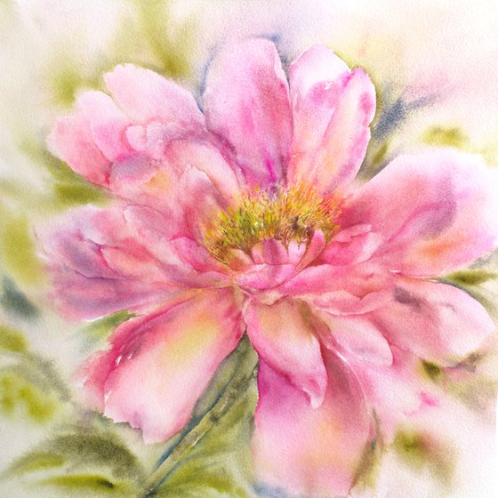 Peony. Pink flower watercolor painting