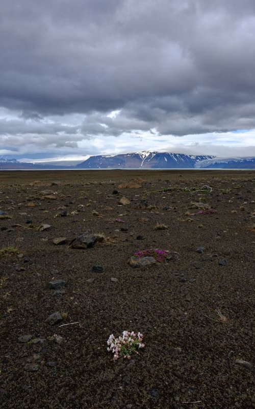 Flowers in a barren land by Baxter Bradford