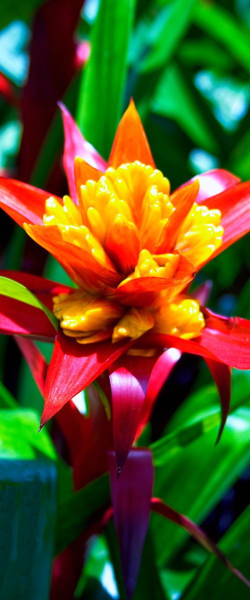 BROMELIAD BLOOMING by William Dey