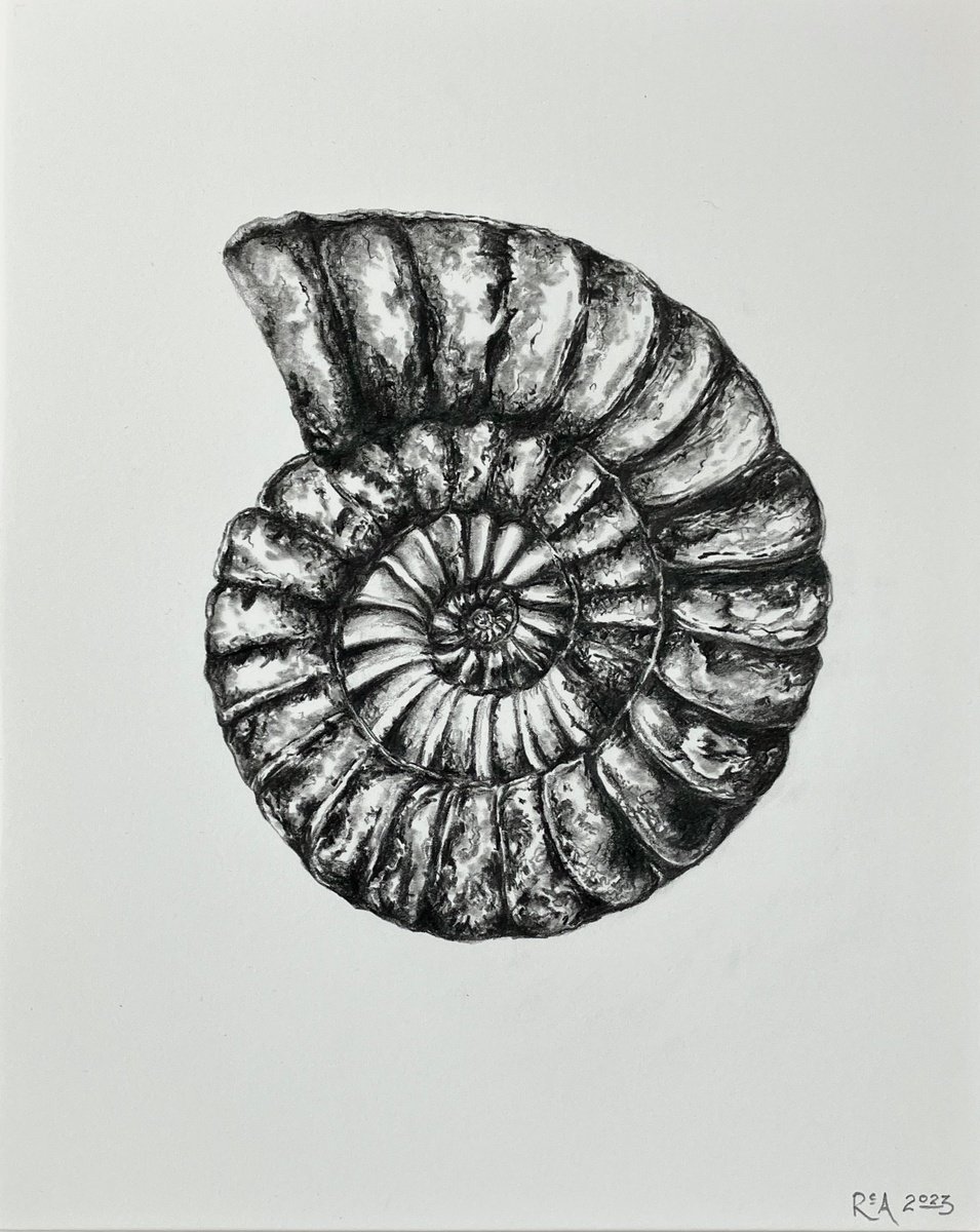 Ammonite I by Ruth Archer