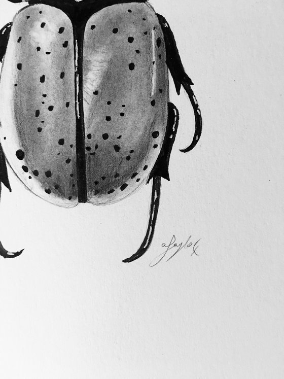 Dynastes granti rhinoceros beetle