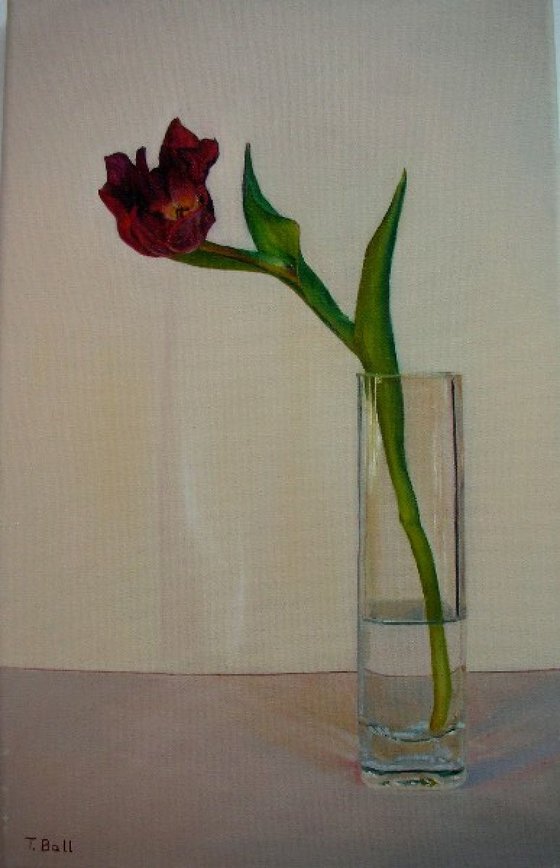 Red Tulip in Vase