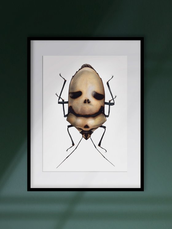Eucorysses grandis, the Death Head Bug